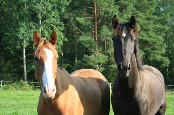 Palisco ja Constantinos 2007